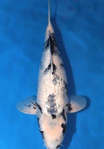 Ginrin Shiro Utsuri Koi For Sale Online