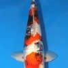 Ginrin Showa Koi 14.96 inch For Sale