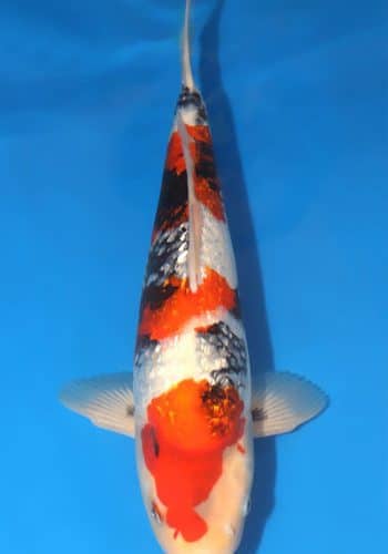 Ginrin Showa Koi 14.96 inch For Sale
