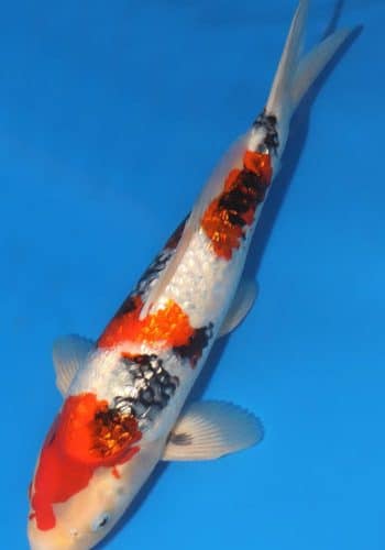 Ginrin Showa Koi 14.96 inch For Sale
