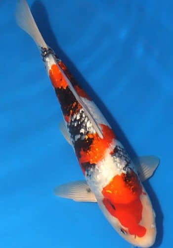 Alternative view of Ginrin Showa Koi 14.96 inch For Sale