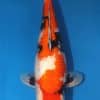 Ginrin Showa Koi 19.49 inch For Sale Online