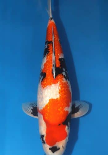 Ginrin Showa Koi 19.49 inch For Sale Online