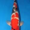 Ginrin Showa Koi For Sale