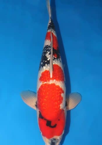 Ginrin Showa Koi For Sale