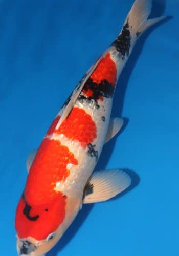 Ginrin Showa Koi For Sale