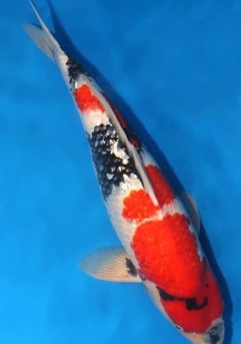 Alternative view of Ginrin Showa Koi For Sale