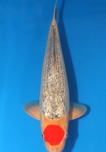 Ginrin Tancho Goshiki Koi For Sale Online