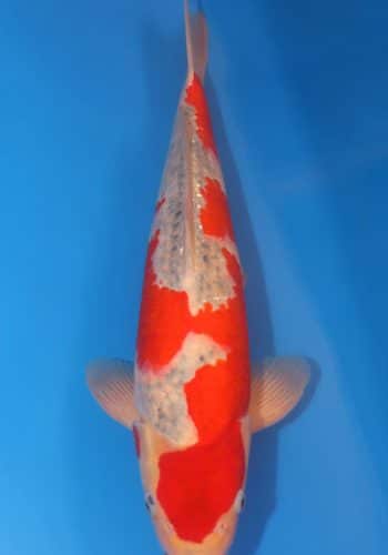 Goshiki Koi Coe Fish For Sale