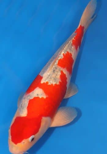 Alternative view of Goshiki Koi Coe Fish For Sale
