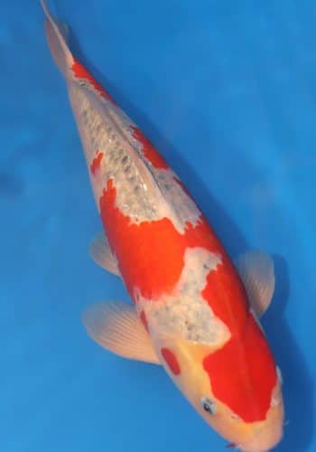Goshiki Koi Coe Fish For Sale
