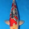 Goshiki Koi Coy Fish For Sale