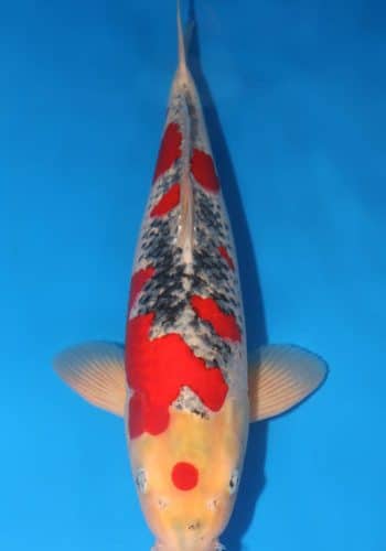 Goshiki Koi Coy Fish For Sale
