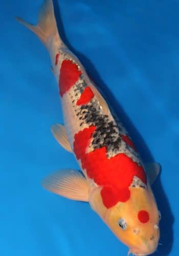Alternative view of Goshiki Koi Coy Fish For Sale