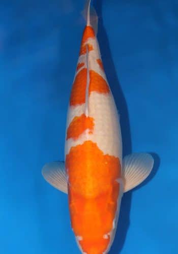 Goshiki Shigure Koi Fish For Sale