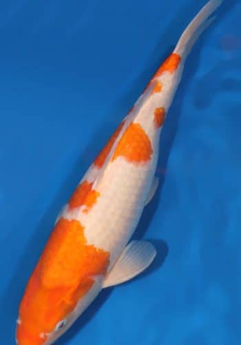 Goshiki Shigure Koi Fish For Sale