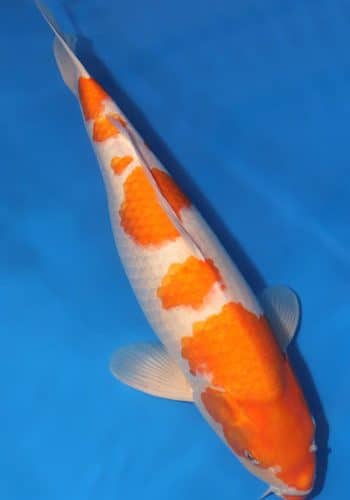 Alternative view of Goshiki Shigure Koi Fish For Sale