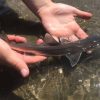 Gray Smooth hound Shark For Sale Online Gray Smooth hound Shark For Sale Online