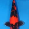 Hi Utsuri Koi Fish For Sale