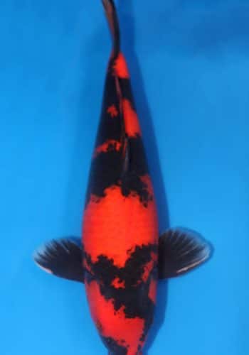 Hi Utsuri Koi Fish For Sale