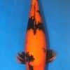 Hi Utsuri Koi Fish For Sale Online