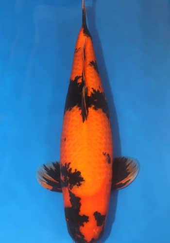 Hi Utsuri Koi Fish For Sale Online