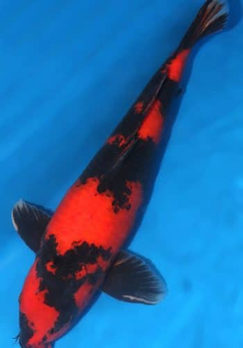 Hi Utsuri Koi Fish For Sale