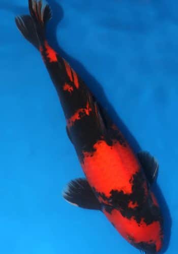 Alternative view of Hi Utsuri Koi Fish For Sale
