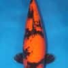 Hi Utsuri Koi For Sale Online