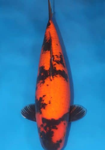 Hi Utsuri Koi For Sale Online