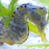 Hippocampus Abdominalis X-Large Pot-Belly