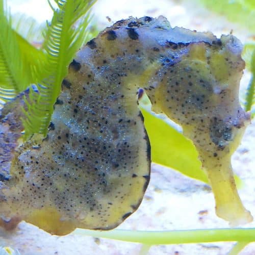 Hippocampus Abdominalis X-Large Pot-Belly