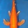 Hirenaga Orange Ogon Koi For Sale Online