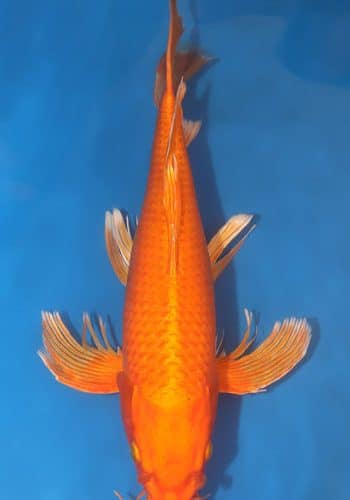 Hirenaga Orange Ogon Koi For Sale Online