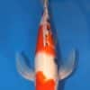 Hirenaga Taisho Sanke Koi 20.47 inch For Sale Online