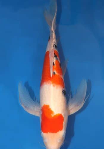 Hirenaga Taisho Sanke Koi 20.47 inch For Sale Online