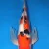 Hirenaga Taisho Sanke Koi-Female