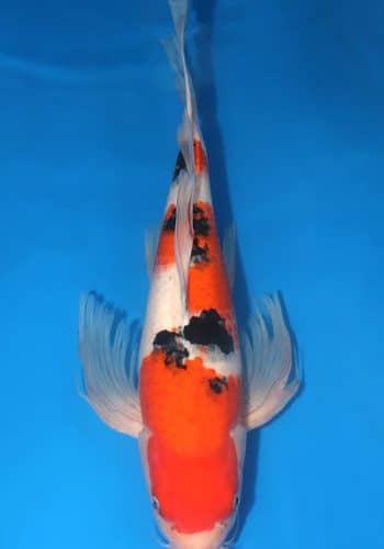 Hirenaga Taisho Sanke Koi-Female