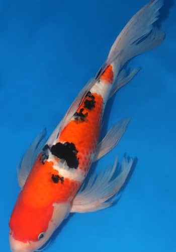 Hirenaga Taisho Sanke Koi-Female