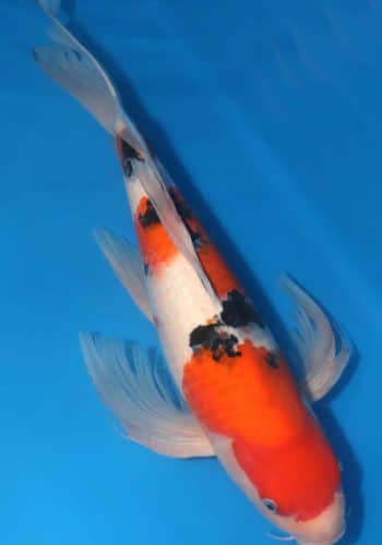 Alternative view of Hirenaga Taisho Sanke Koi-Female
