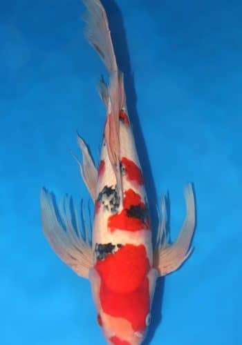 Hirenaga Taisho Sanke Koi Fish For Sale