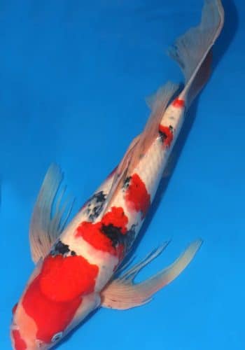 Hirenaga Taisho Sanke Koi Fish For Sale