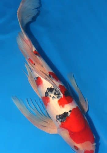 Alternative view of Hirenaga Taisho Sanke Koi Fish For Sale