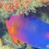 Interruptus Angelfish For Sale Online