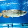 Jardini Arowana For Sale