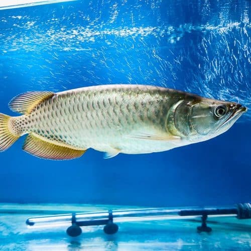 Jardini Arowana For Sale