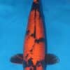 Kage Hi Utsuri Koi For Sale Online