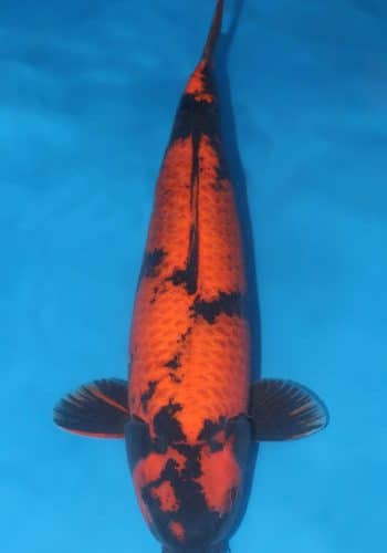 Kage Hi Utsuri Koi For Sale Online