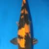 Ki Utsuri Koi For Sale Online