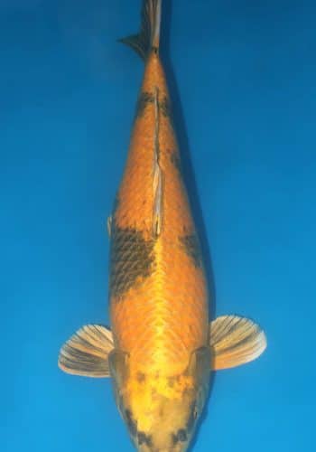 Kin Ki Utsuri Koi Fish For Sale Online